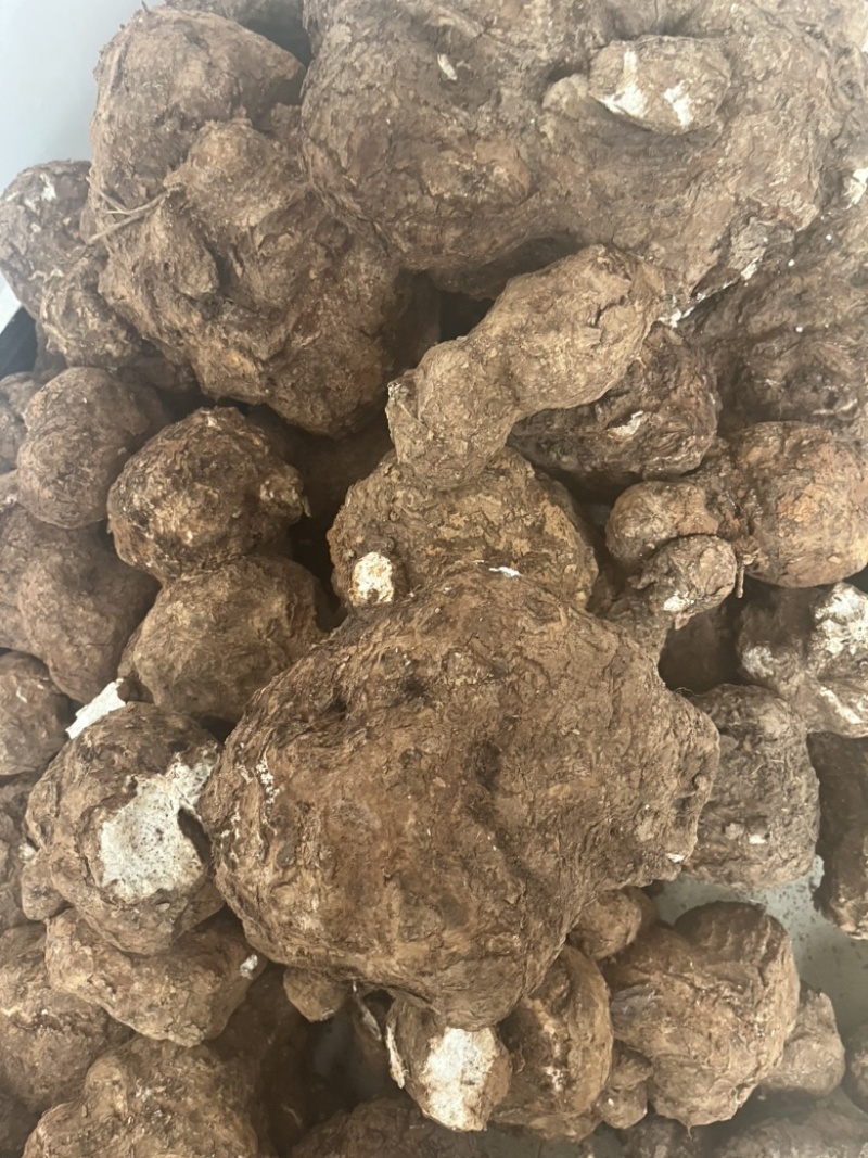 【现挖现发】云南茯苓鲜货供货量大价格面议电话联系