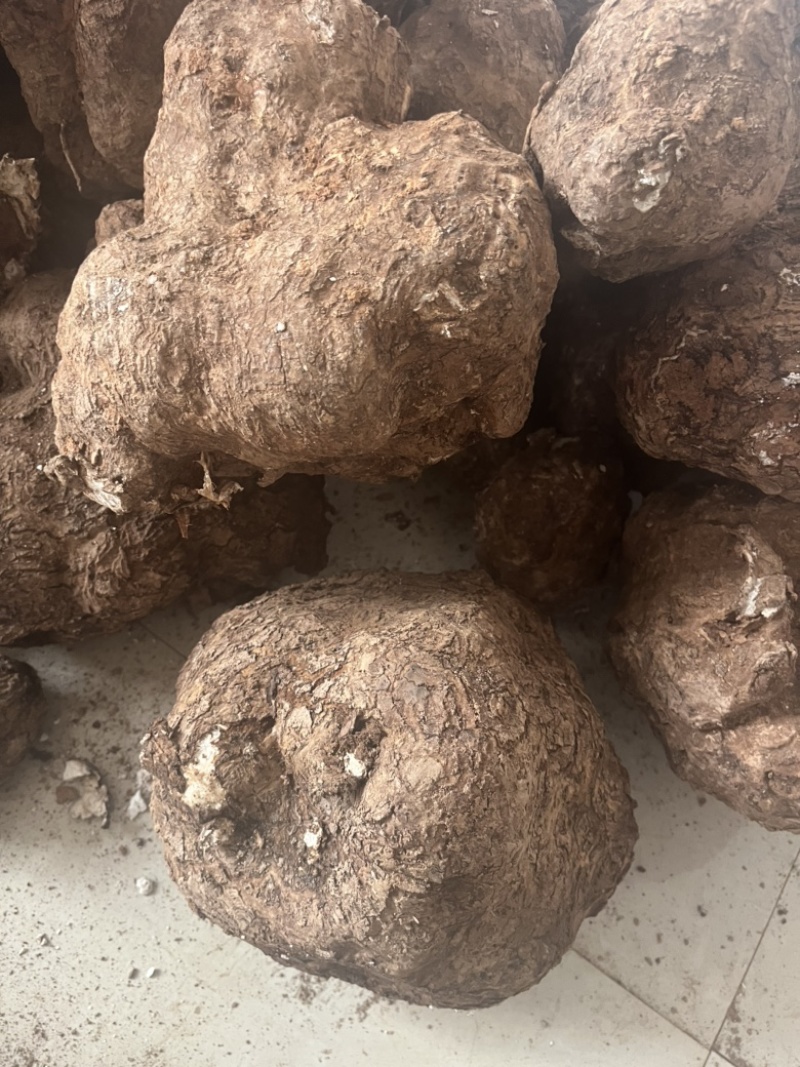 【现挖现发】云南茯苓鲜货供货量大价格面议电话联系