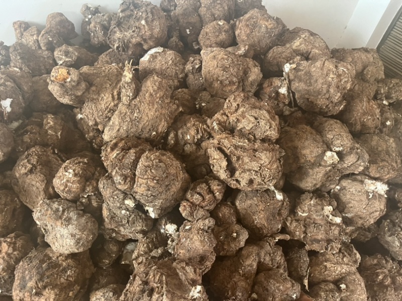 【现挖现发】云南茯苓鲜货供货量大价格面议电话联系