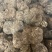 【现挖现发】云南茯苓鲜货供货量大价格面议电话联系