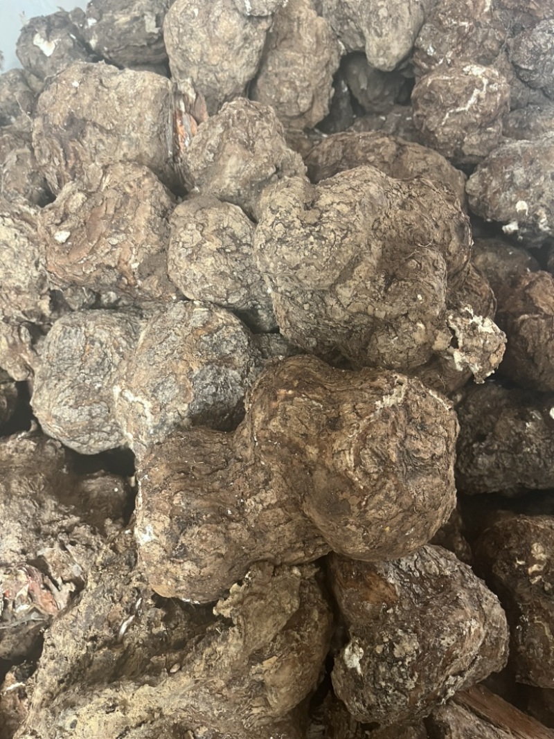【现挖现发】云南茯苓鲜货供货量大价格面议电话联系