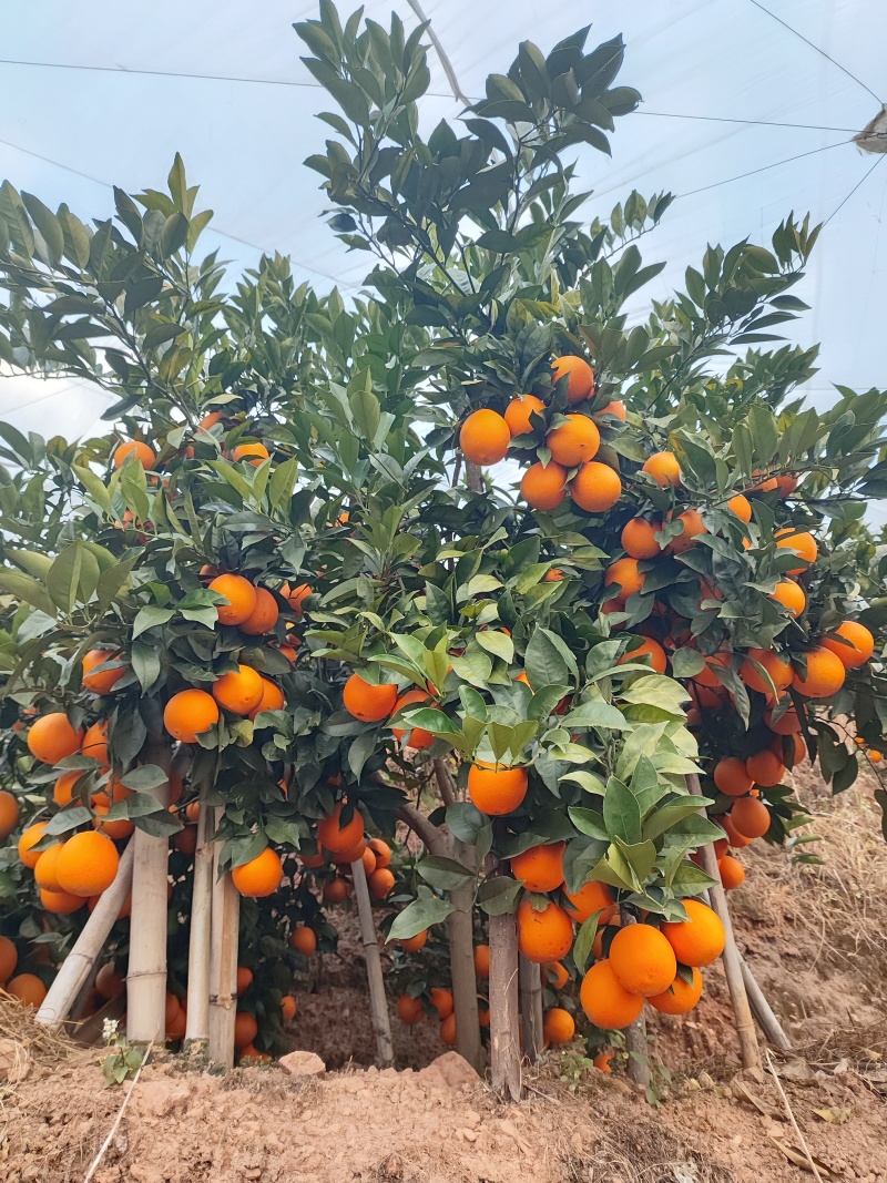 赣南脐橙