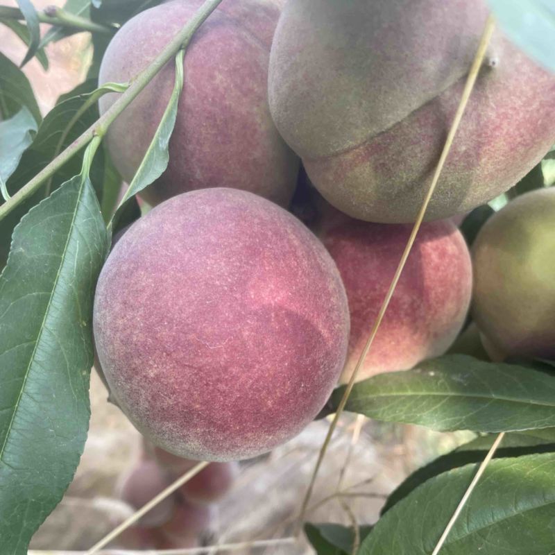 蜜桃全红桃