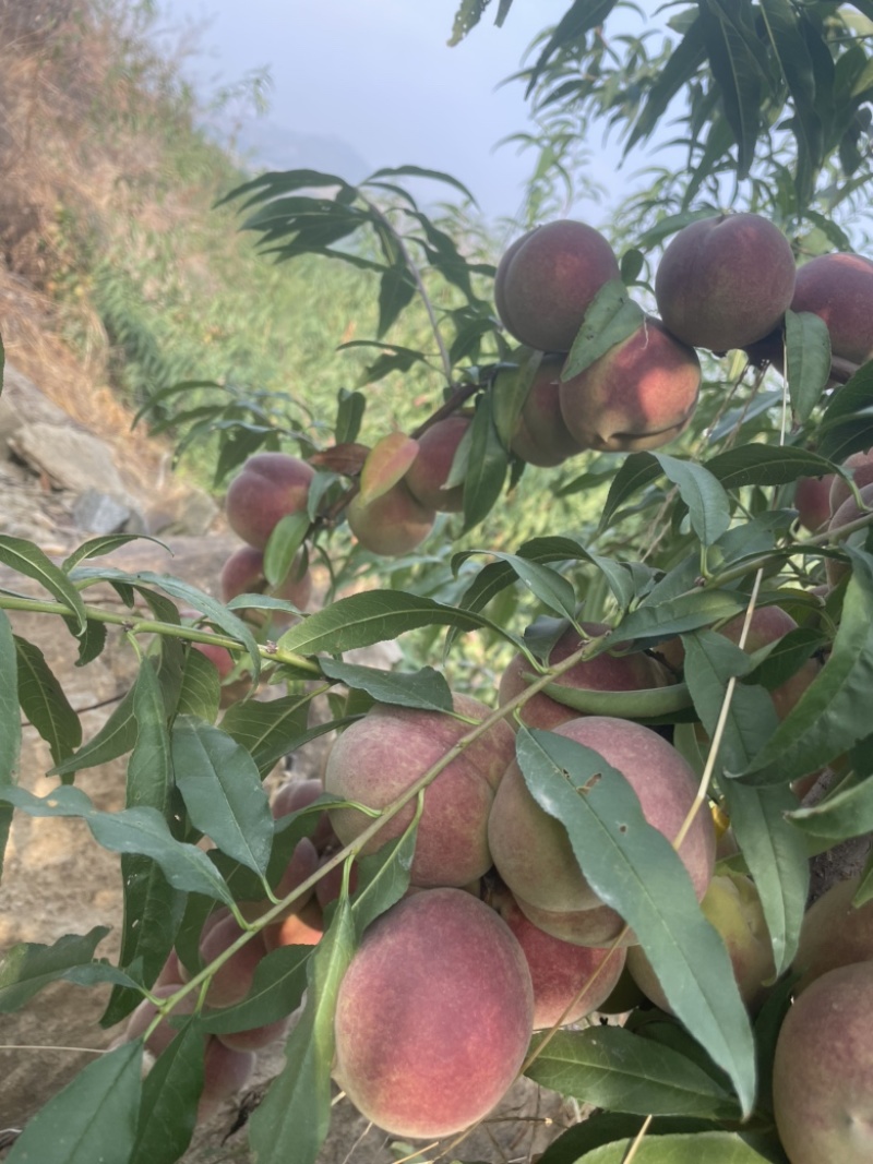 蜜桃全红桃