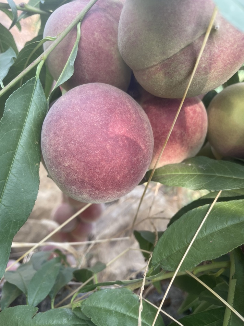 蜜桃全红桃