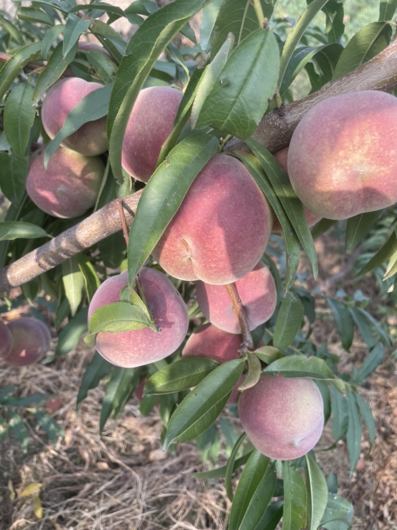 蜜桃全红桃