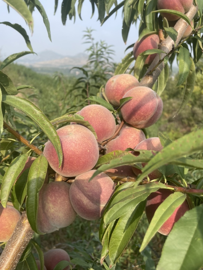 蜜桃全红桃