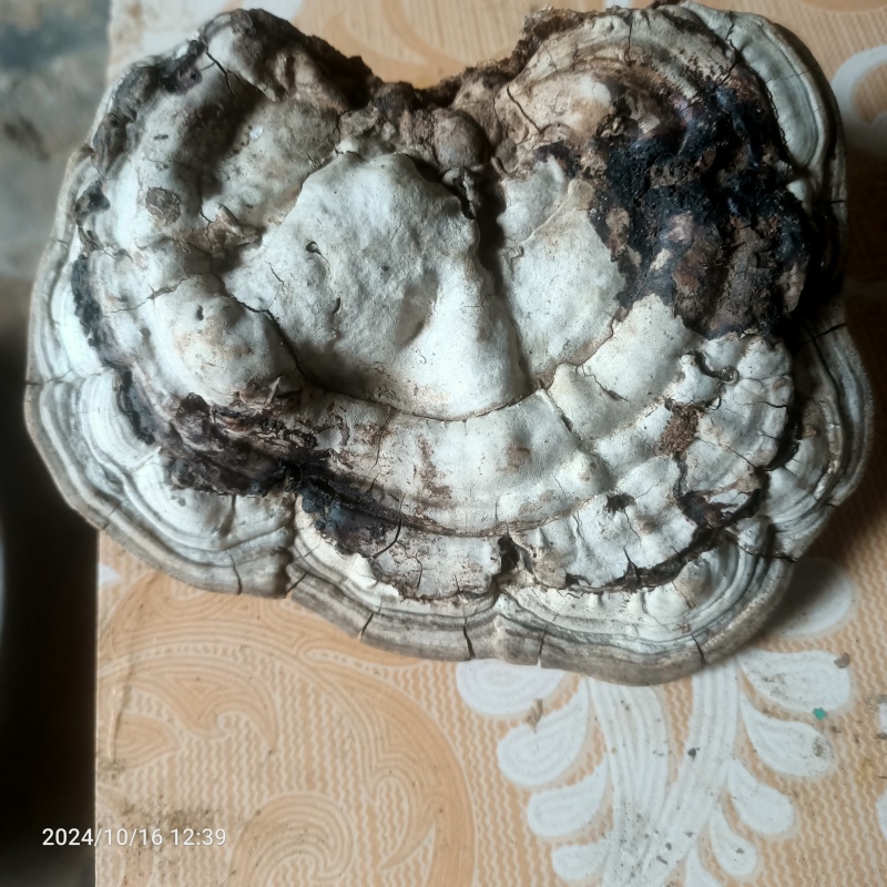 野生灵芝