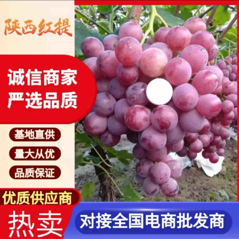 陕西渭南渭北高垣雨棚精品红提现已大量上市