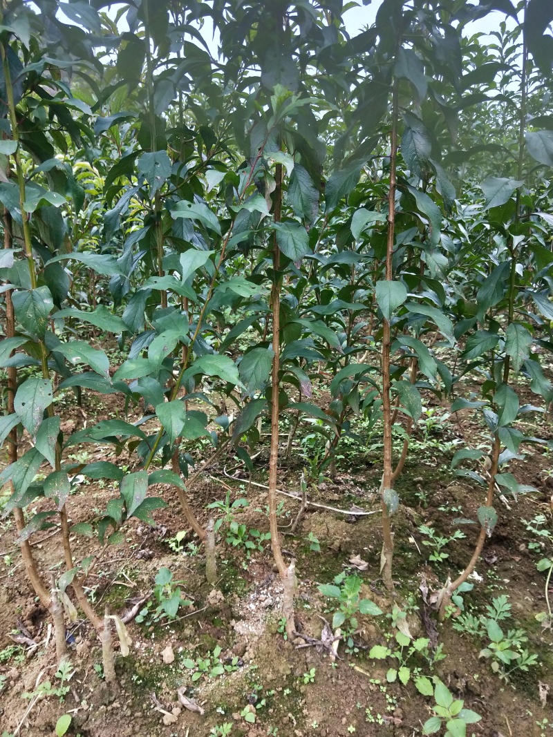 蜂糖李苗