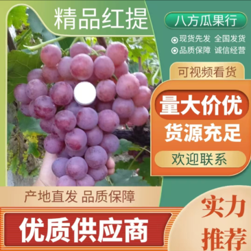 陕西渭南渭北黄土高原精品雨棚无籽红提