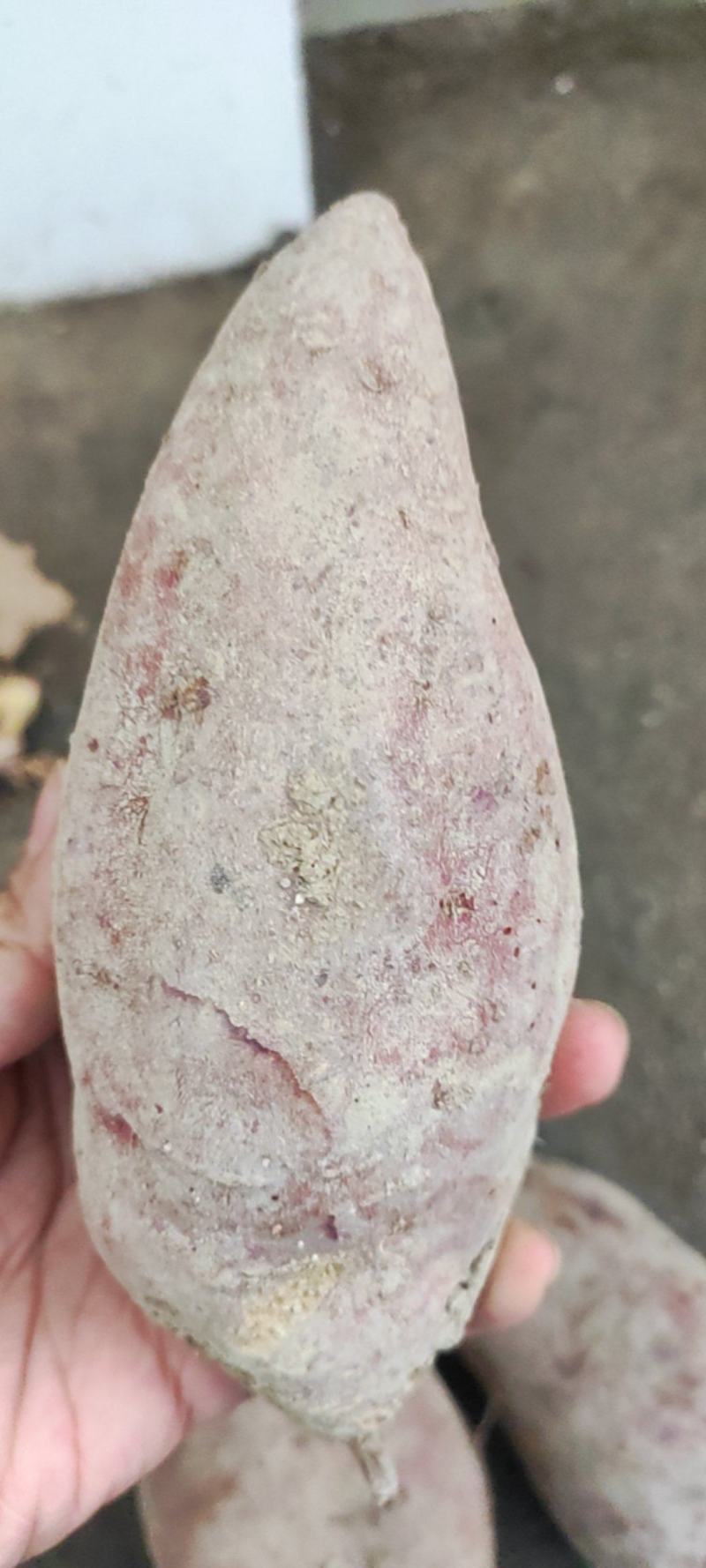 湖南本地老品种红薯淀粉含量高