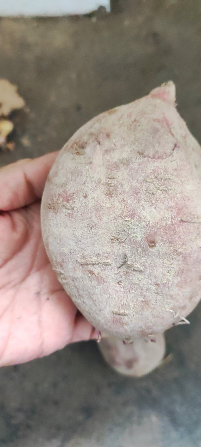 湖南本地老品种红薯淀粉含量高