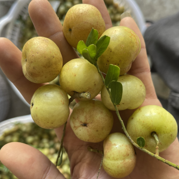 广东甜油甘，丙甜油甘牛柑果