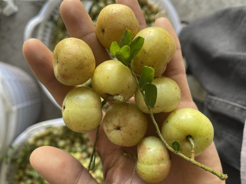 广东甜油甘，丙甜油甘牛柑果