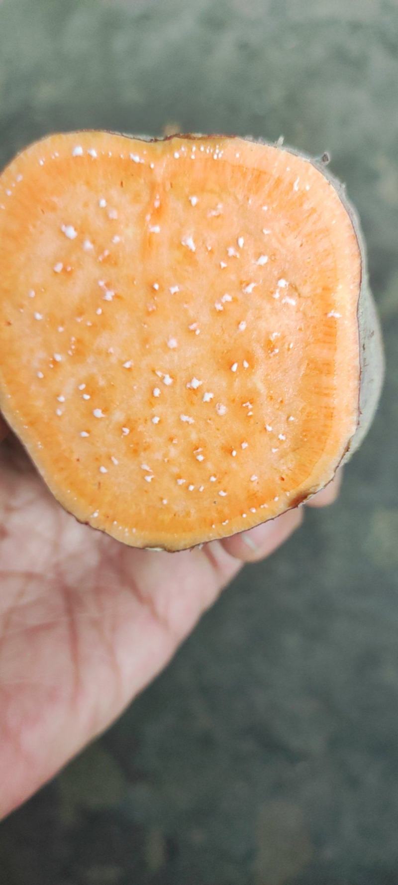 湖南本地老品种红薯淀粉含量高