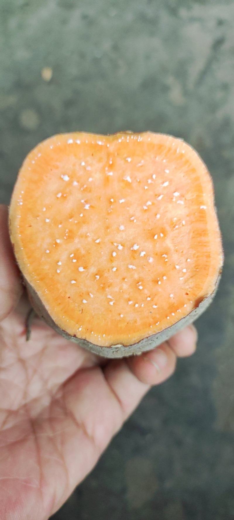 湖南本地老品种红薯淀粉含量高