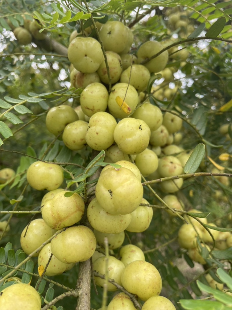 广东甜油甘，丙甜油甘牛柑果