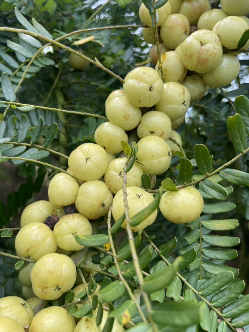 广东甜油甘，丙甜油甘牛柑果
