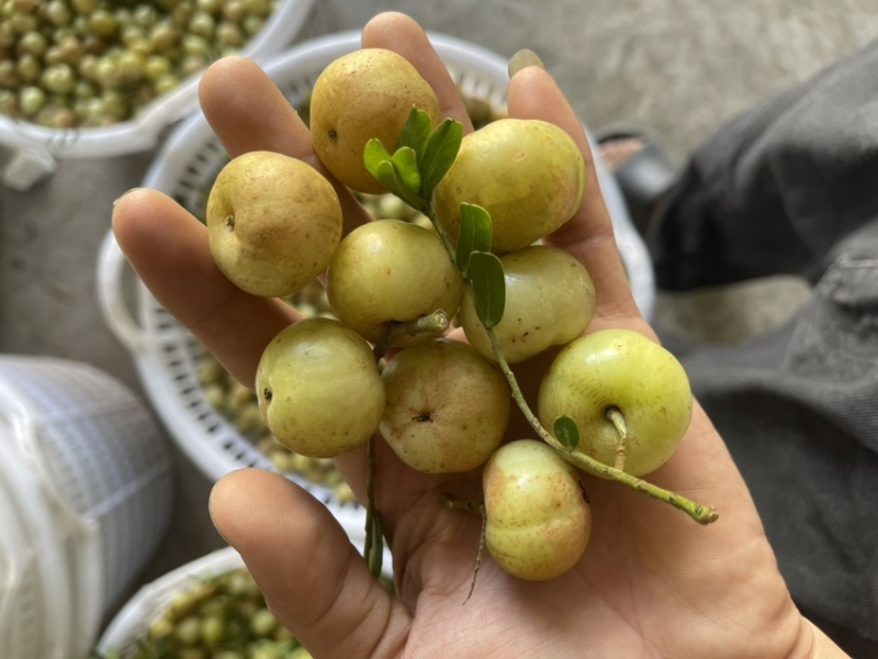 广东甜油甘，丙甜油甘牛柑果