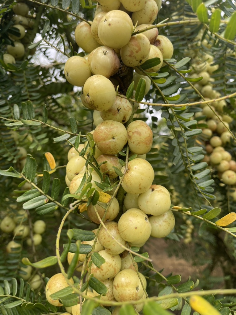 广东甜油甘，丙甜油甘牛柑果