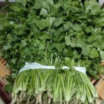 香菜大量上市，质优价廉