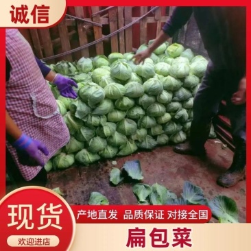 奥奇娜扁包，圆包菜一手货源产地大吨位供应保质保量