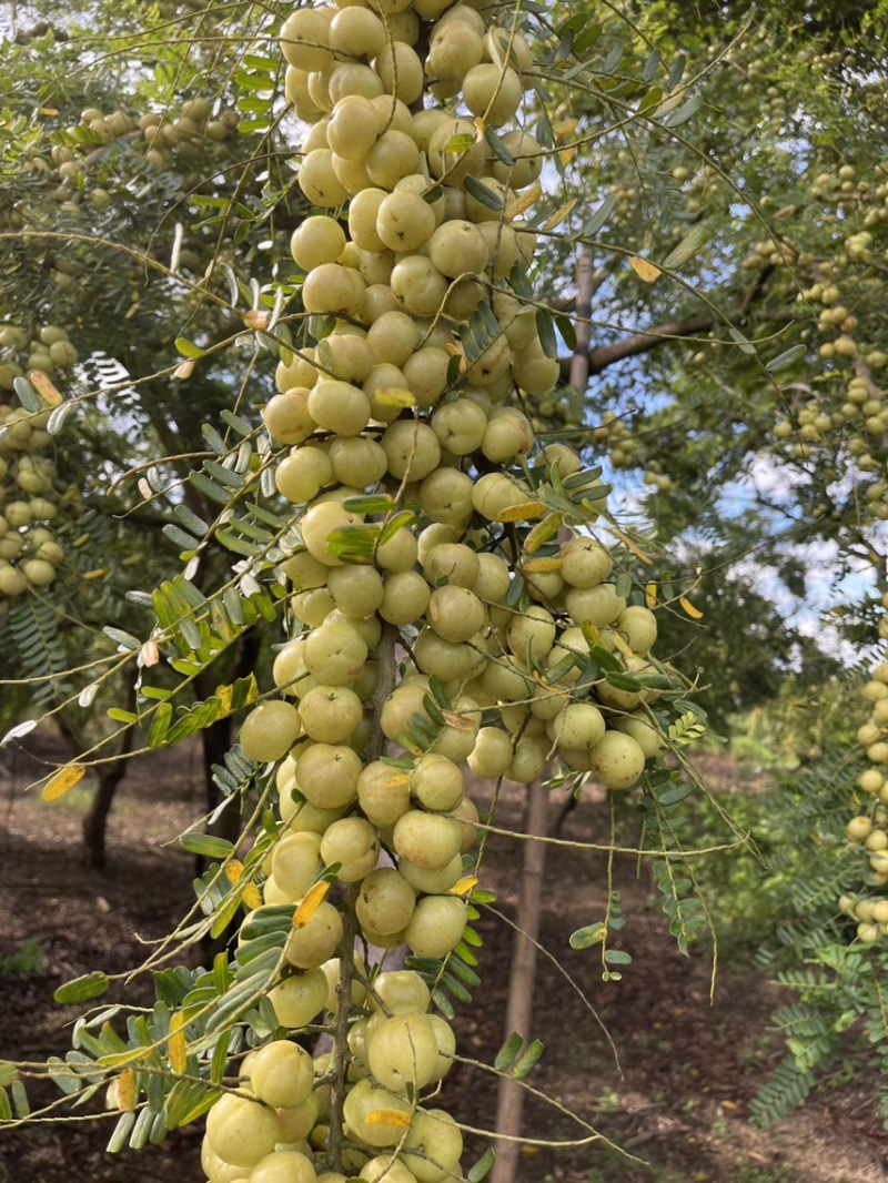广东甜油甘，丙甜油甘牛柑果