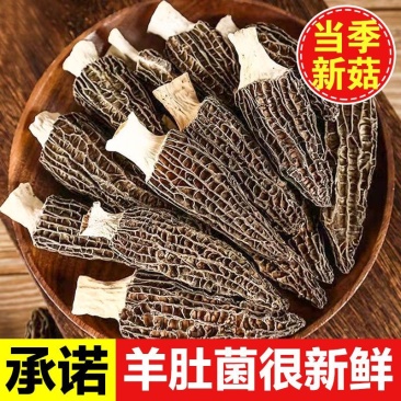 欢迎各位老板来咨询：羊肚菌全国批发.各种规格品质价位都有