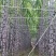 【货源充足】紫皮甘蔗种植基地长节口感脆甜品种优良保质保量
