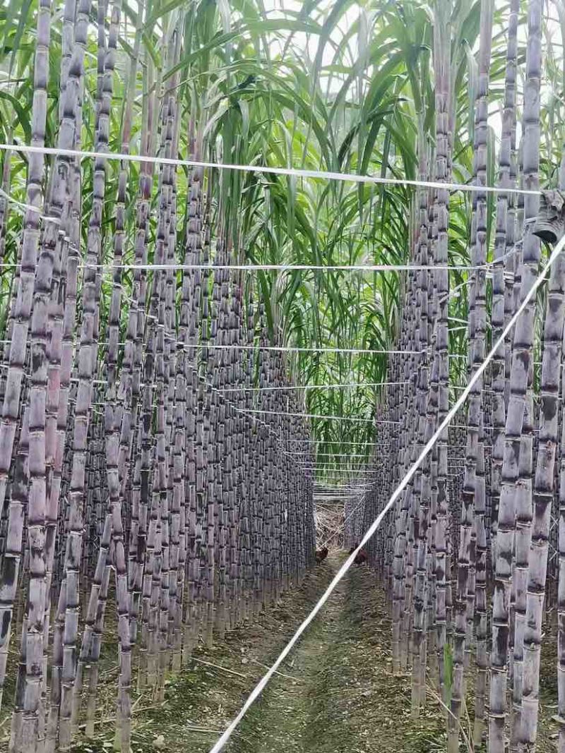 【货源充足】紫皮甘蔗种植基地长节口感脆甜品种优良保质保量