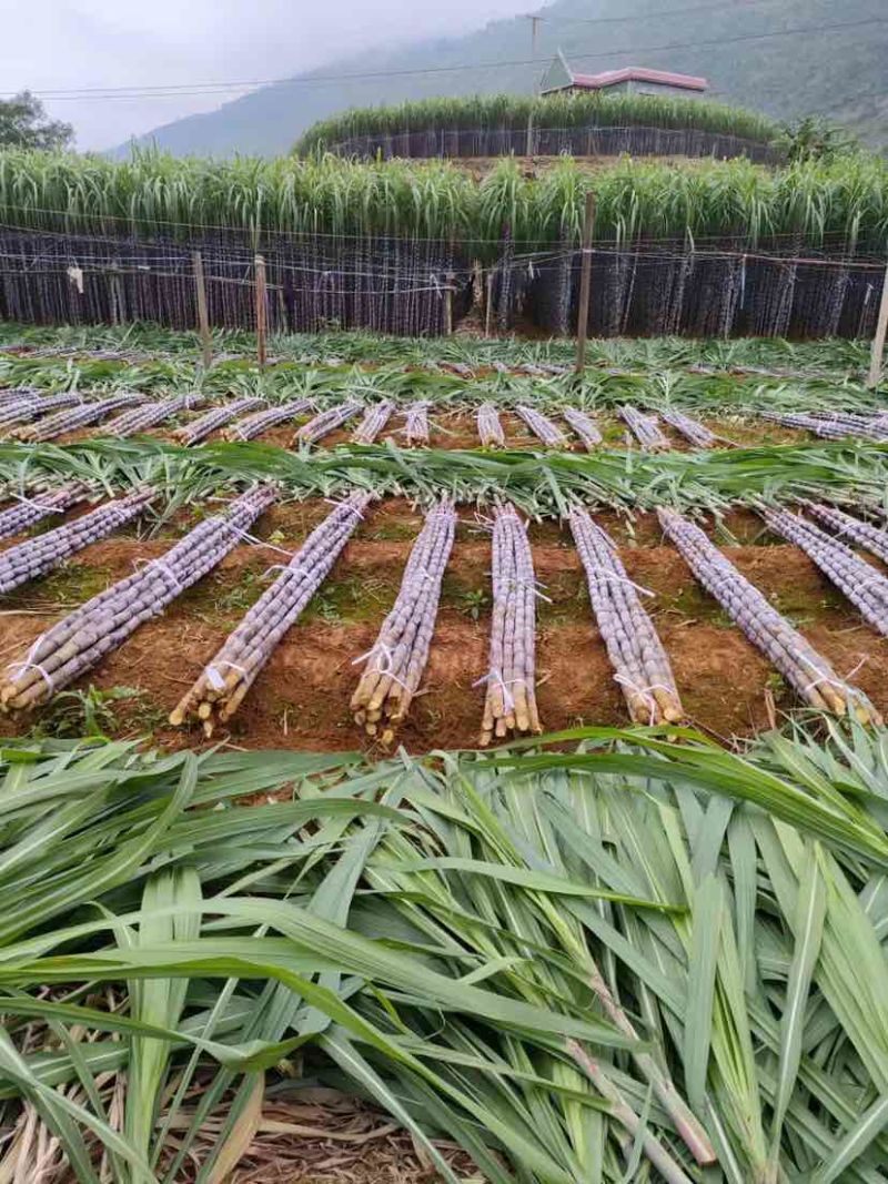 【货源充足】紫皮甘蔗种植基地长节口感脆甜品种优良保质保量