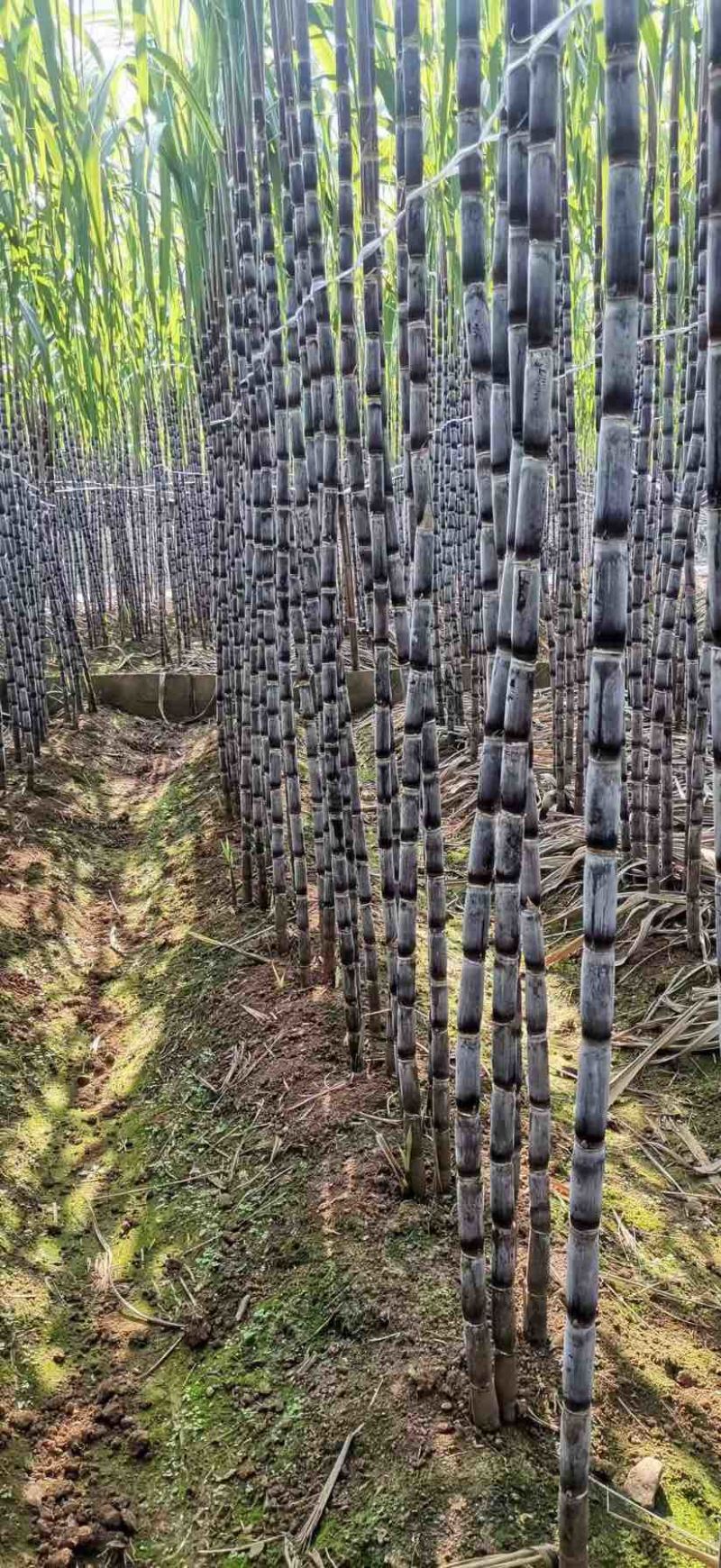 【货源充足】紫皮甘蔗种植基地长节口感脆甜品种优良保质保量