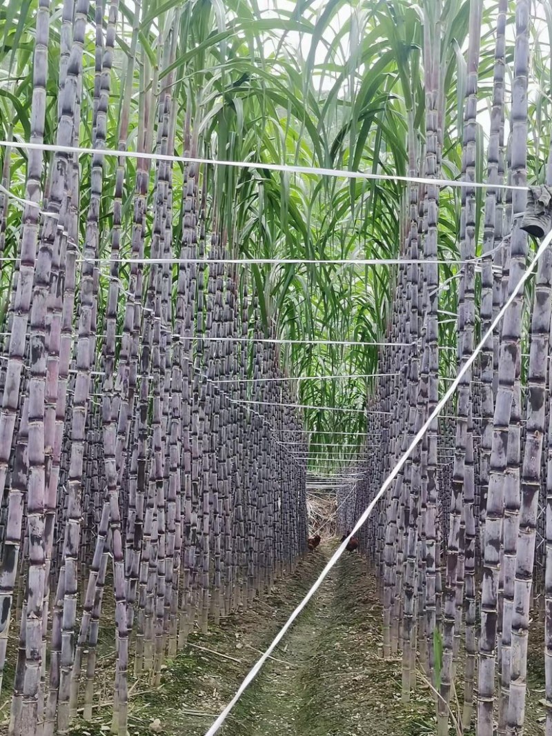 【精品货源】紫皮甘蔗种植基地长节口感脆甜品种优良保质保量