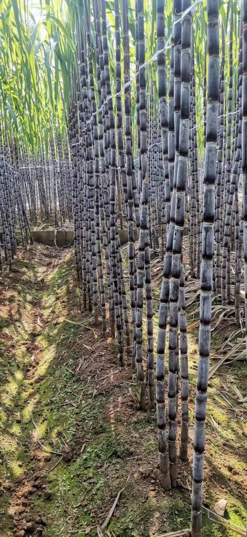 【精品货源】紫皮甘蔗种植基地长节口感脆甜品种优良保质保量