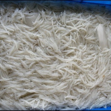 洪泽湖淡水鲜银鱼现捕捞4-6厘米精品货支持各种包装冻板