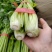 芹菜