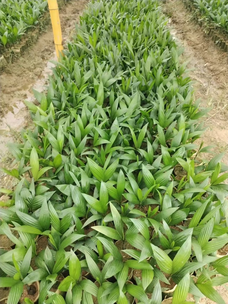 海南本地阳光槟榔果苗高树留种苗圃直发支持代发量大优惠