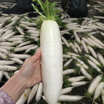 超甜的高山萝卜。可接市场超市饭堂工厂货源。