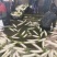 超甜的高山萝卜。可接市场超市饭堂工厂货源。