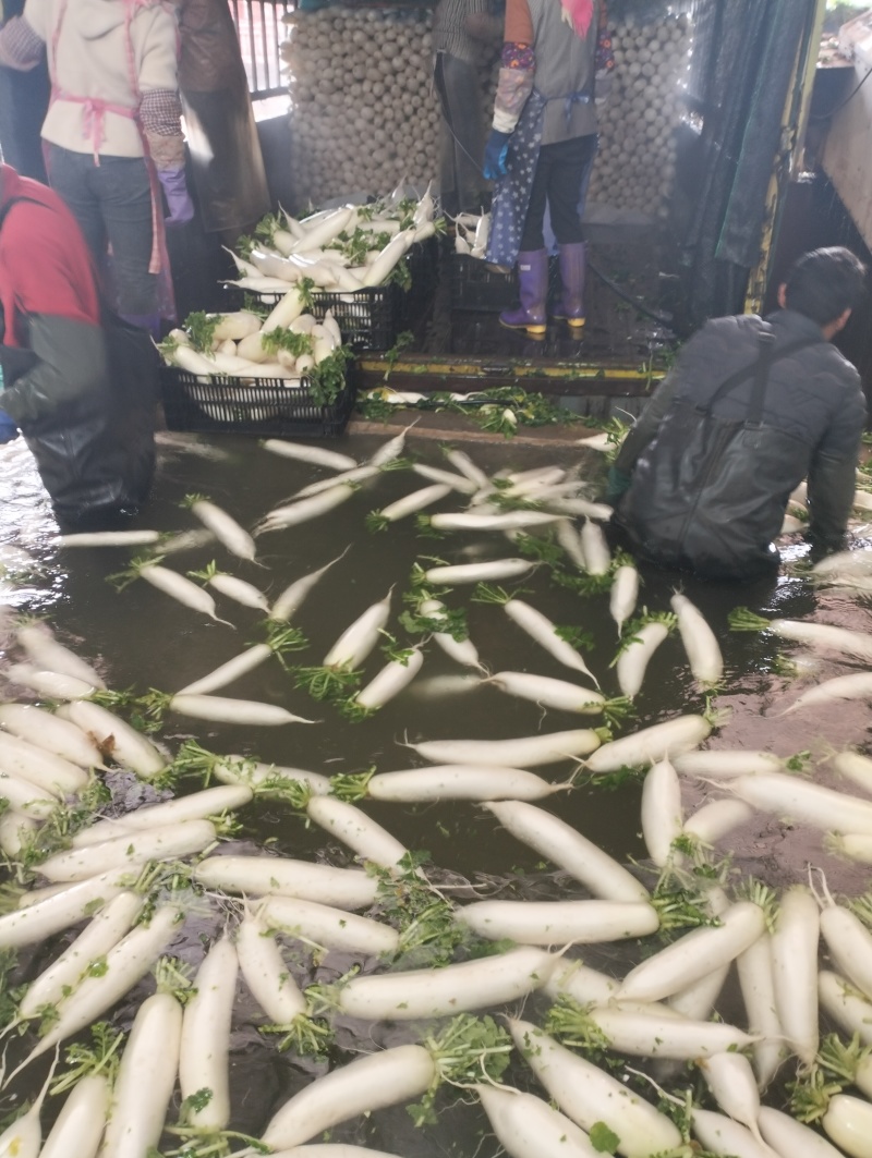 超甜的高山萝卜。可接市场超市饭堂工厂货源。