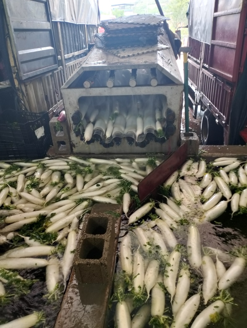 超甜的高山萝卜。可接市场超市饭堂工厂货源。