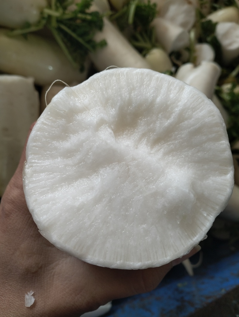 超甜的高山萝卜。可接市场超市饭堂工厂货源。