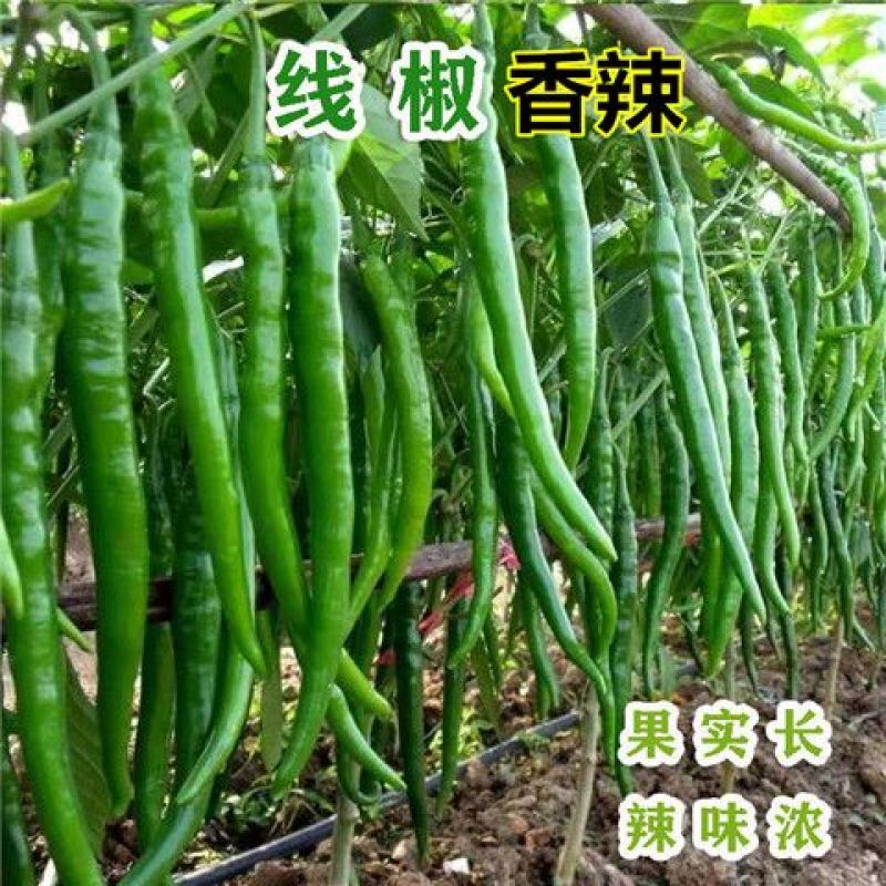 【精选】广西青线椒大量现货上市中量大从优全国发货诚信