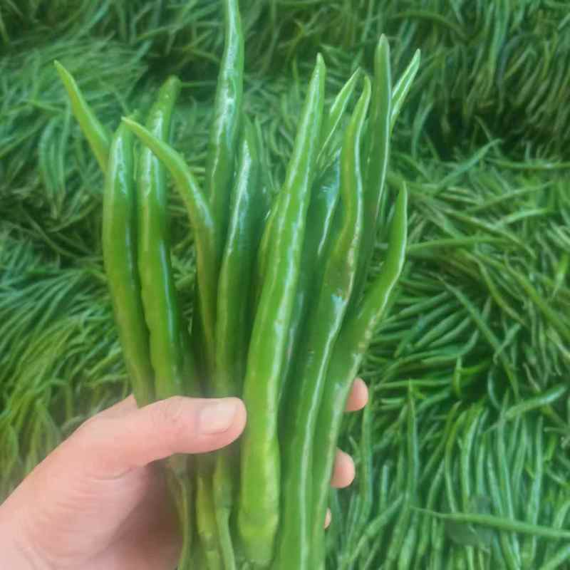 【精选】广西青线椒大量现货上市中量大从优全国发货诚信