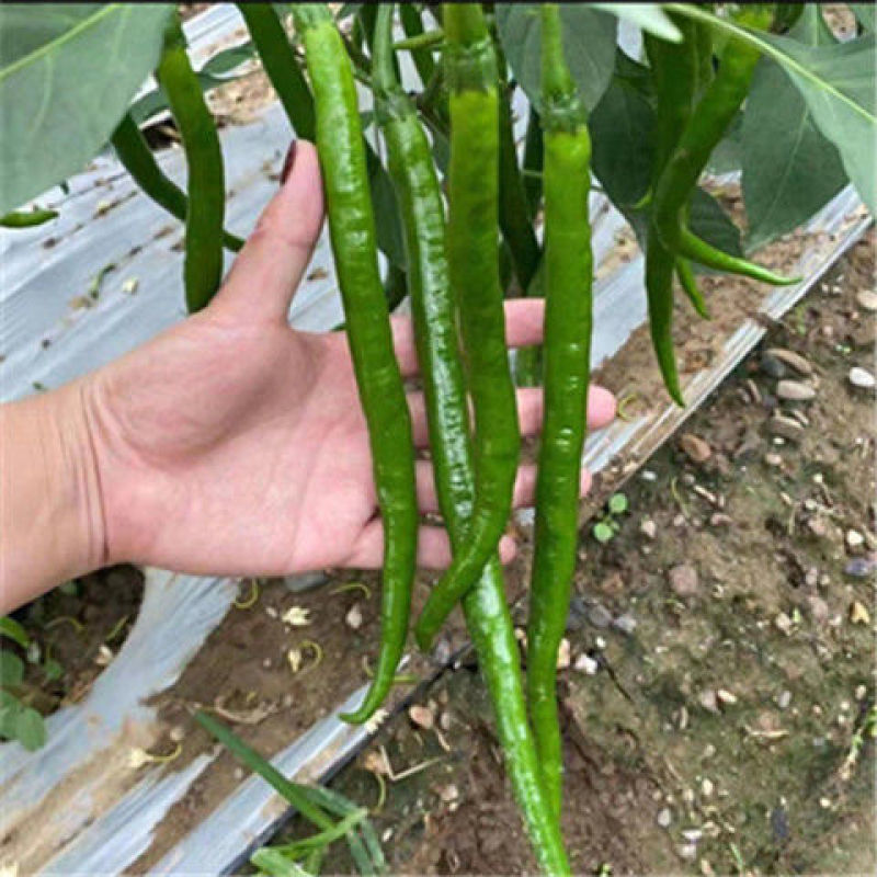 【精选】广西青线椒大量现货上市中量大从优全国发货诚信