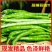 【精选】广西青线椒大量现货上市中量大从优全国发货诚信