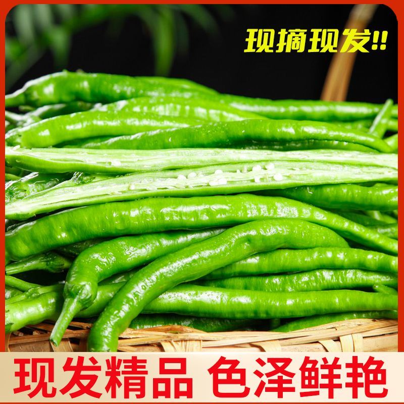 【精选】广西青线椒大量现货上市中量大从优全国发货诚信