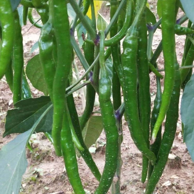 【精选】广西青线椒大量现货上市中量大从优全国发货诚信