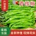 【精选】广西青线椒大量现货上市中量大从优全国发货诚信